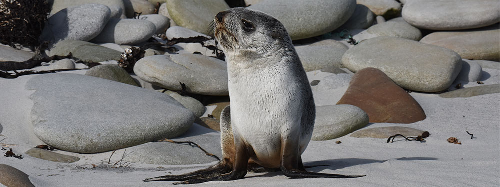 South American fur seal on Falklands Beach